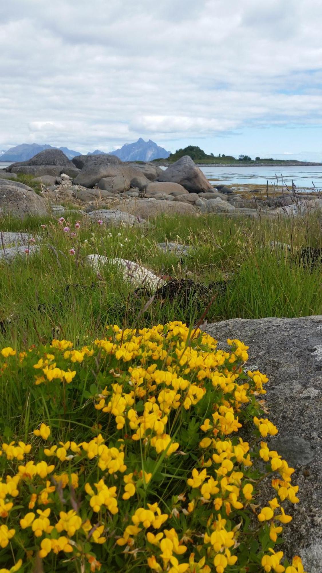 Lofotbo Stamsund